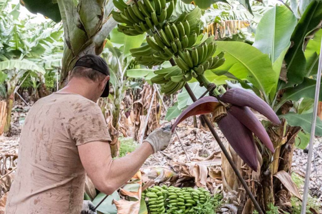 El sector del plátano de Canarias, un modelo basado en la unidad de los productores