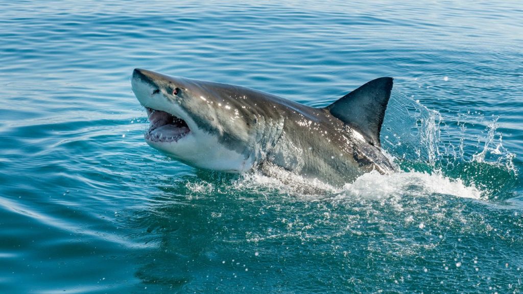 Tiburones del Atlántico dan positivo en cocaína. Archivo