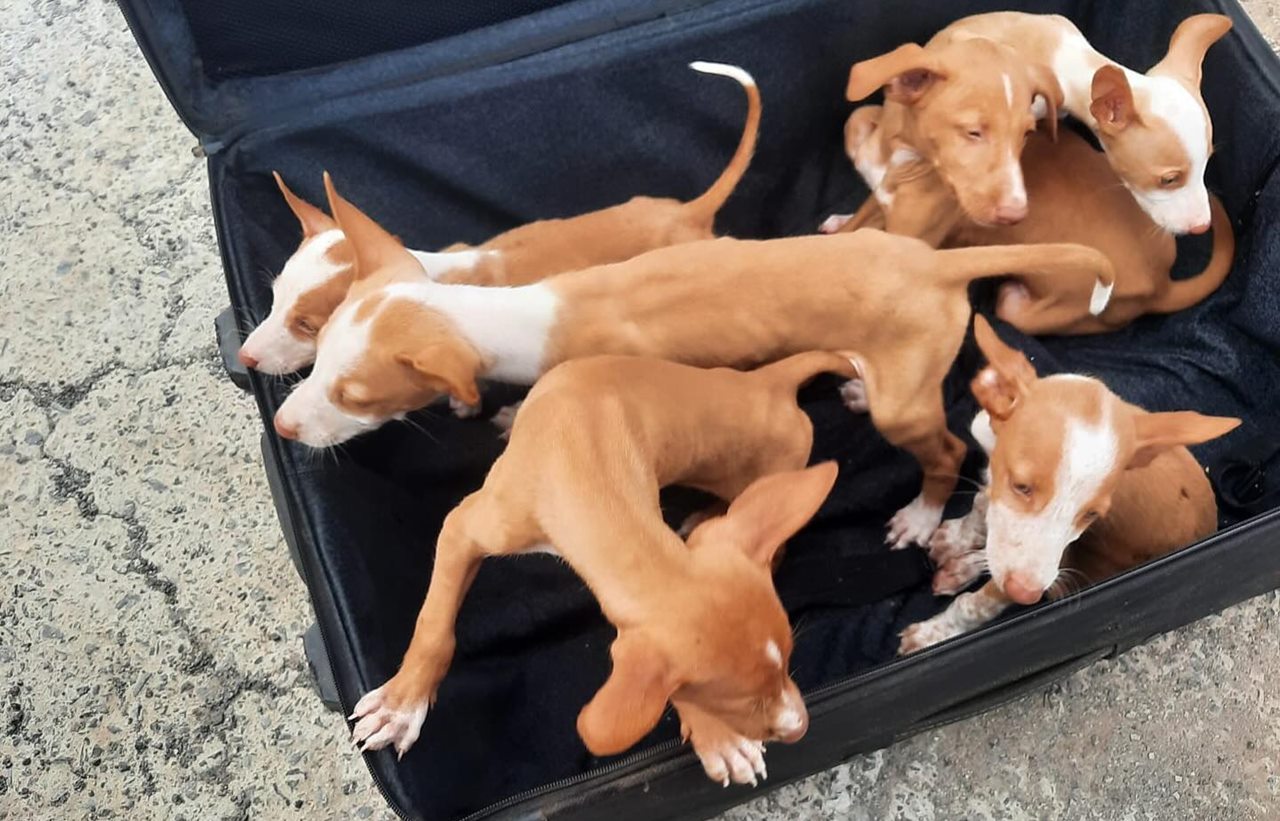 Abandonan a cachorros de podenco en una maleta