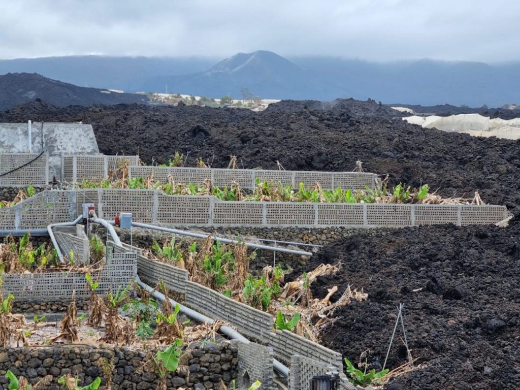 Cultivos de plataneras afectados por la erupción volcánica de Cumbre Vieja, en septiembre de 2021. DA
