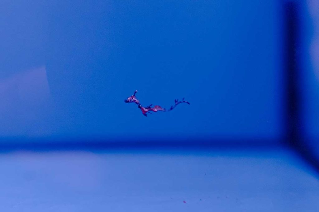 Poema del Mar, el primer acuario europeo en reproducir dragones marinos