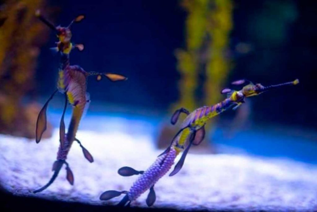 Poema del Mar, el primer acuario europeo en reproducir dragones marinos