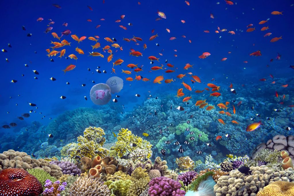 Underwater Garden
