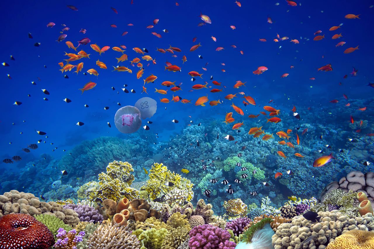 Underwater Garden