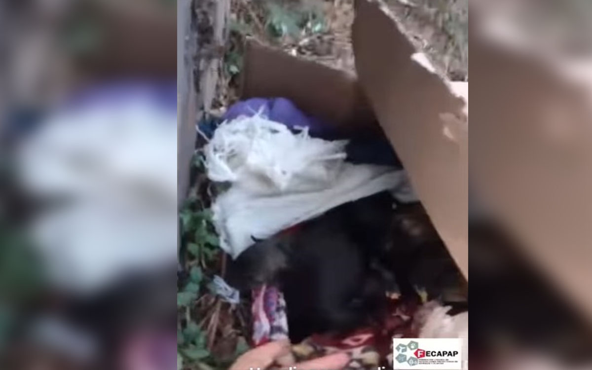 Nuevo caso de maltrato animal en Tenerife: abandonan en una caja a unos cachorros esperando su muerte por asfixia