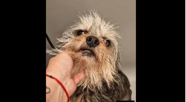 Buscan un hogar para Ewok, que se encuentra en Valle Colino: su caso es urgente