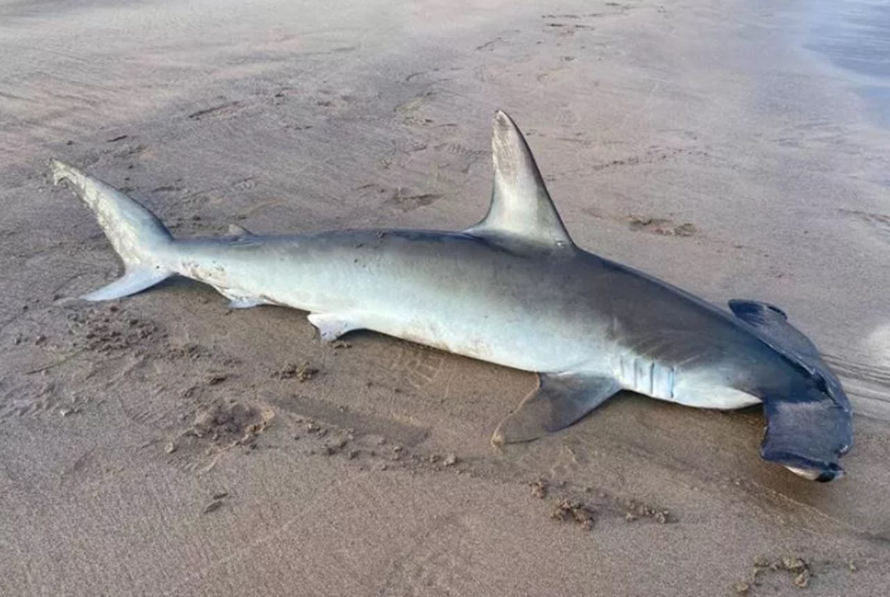 Aparece un tiburón martillo en una playa de Canarias