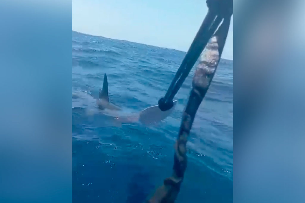 Un canario en piragua es sorprendido por una inesperada compañía en la costa de La Palma
