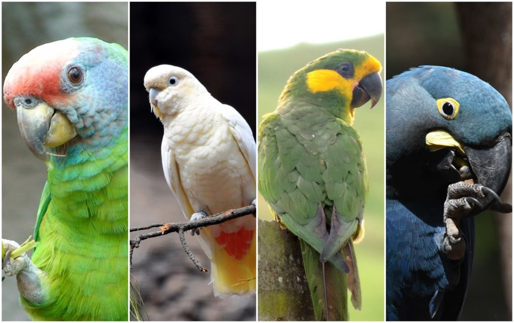 "Ver a un ave criada en Loro Parque Fundación volver a la naturaleza no tiene precio"