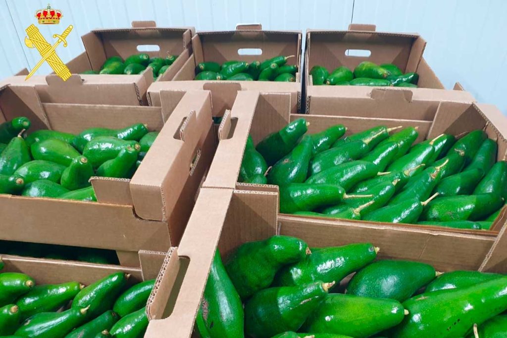 Investigan a un vecino del municipio de Tacoronte por el hurto de 1.600 kilos de aguacates de una finca cercana a su vivienda