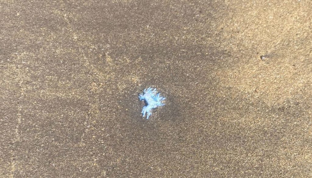 Detectan la presencia del peligroso dragón azul en una popular playa de Tenerife
