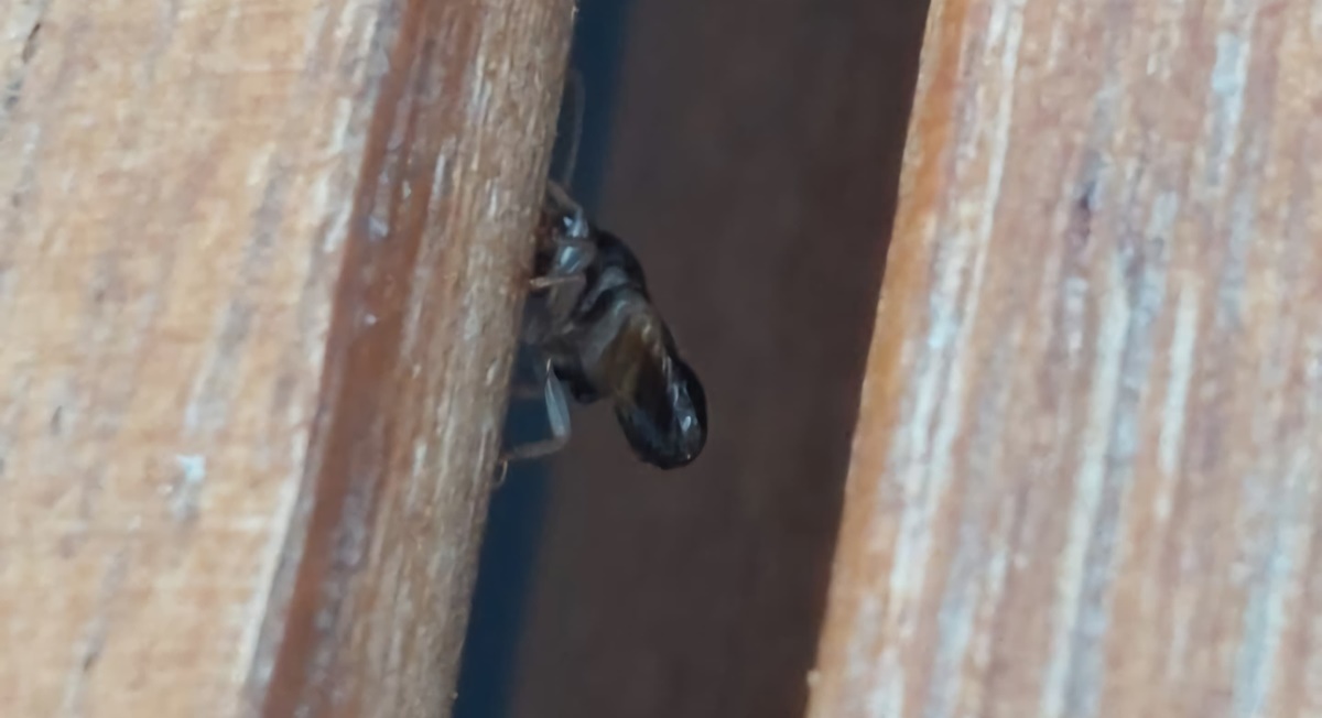 Alertan de una plaga de termitas voladoras en Tenerife