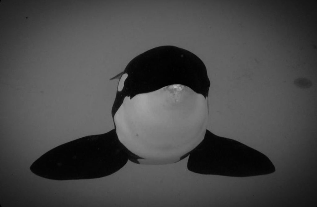 Fallece 'Keto', la orca del Loro Parque que se convirtió en embajadora de su especie en Tenerife
