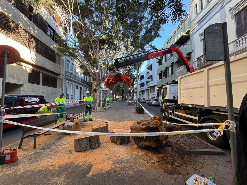 Los operarios de Parques y Jardines proceden a la tala del árbol caído en la avenida 25 de Julio. DA