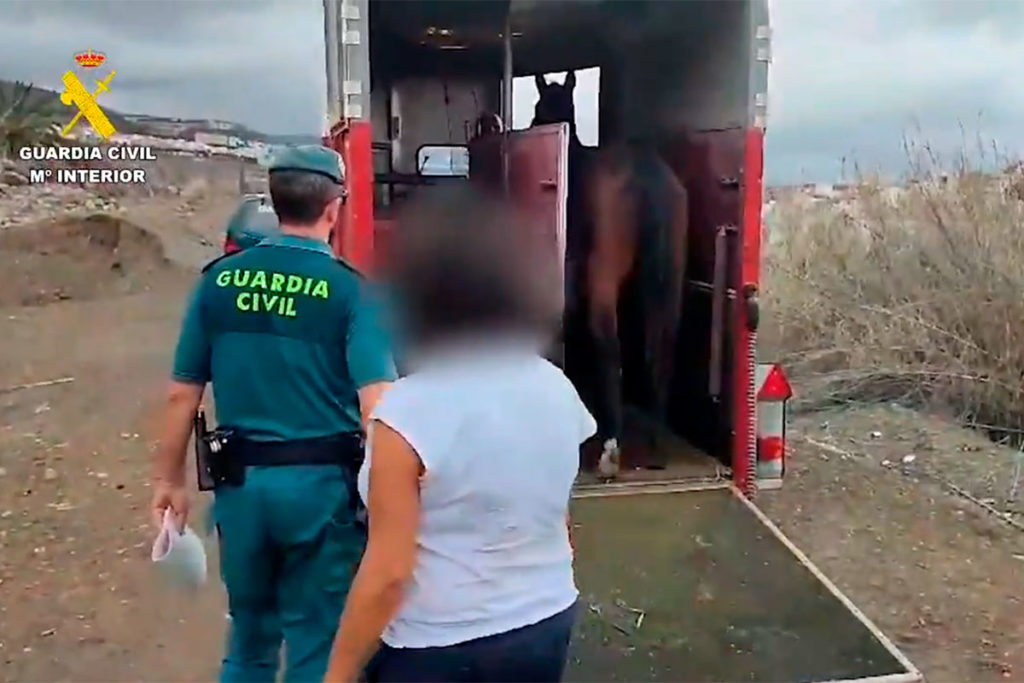 Salvan a una yegua al borde de la muerte y hallan a otra fallecida en Canarias