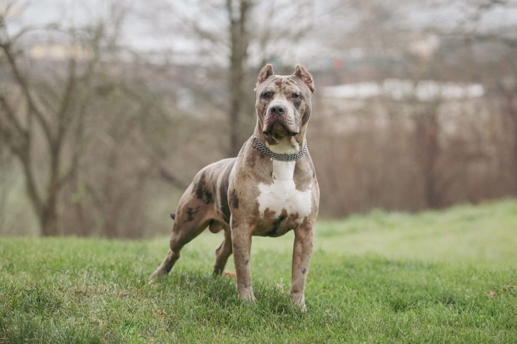 Esta es la multa que tendrá que pagar después de que su perro mordiera a un hombre en Canarias