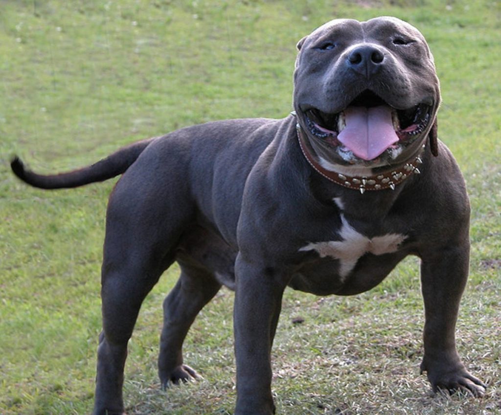 Multa de 2.800 euros al dueño de un perro peligroso que mordió a un vecino en Canarias