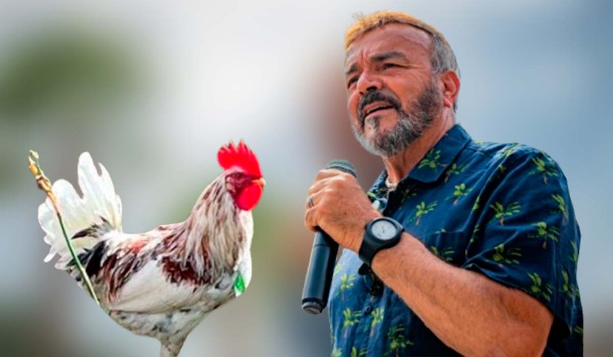 El gallo rebelde de La Laguna ya tiene canción propia: aspiran a que la cante Pepe Benavente
