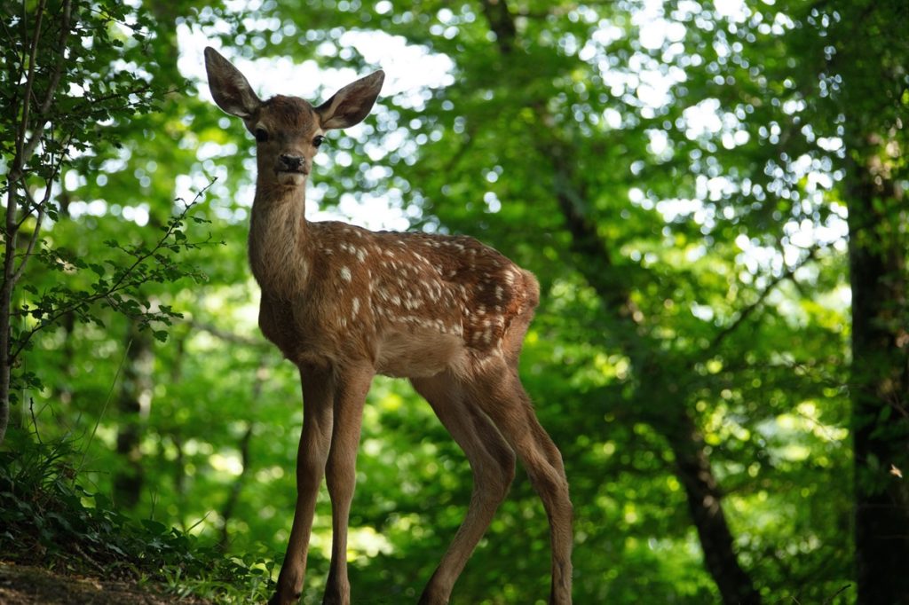 Bambi, una vida en el bosque presenta por primera vez en imagen real el cuento clásico. Foto: Eric Travers