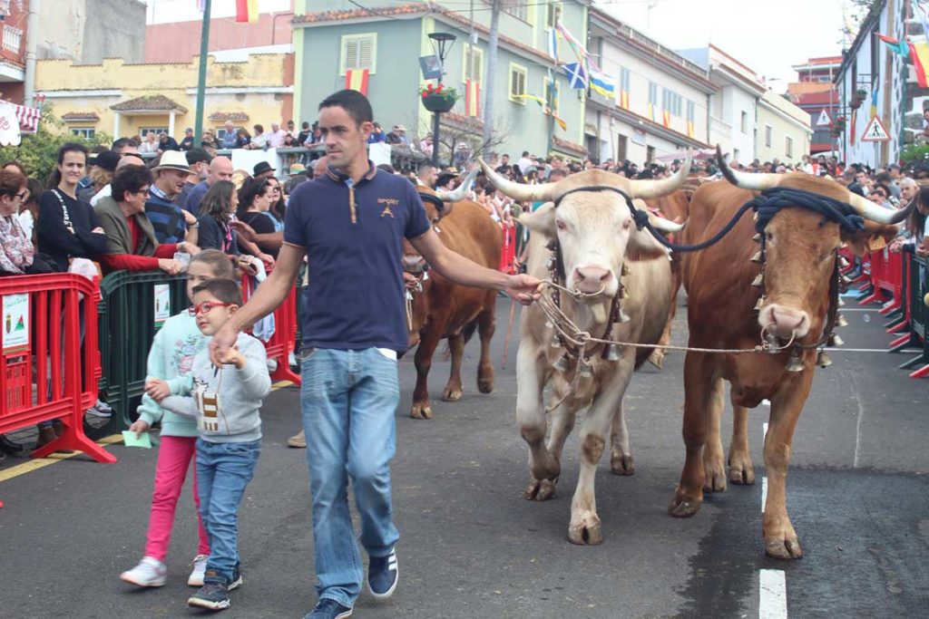 La devoción por San Antonio Abad reúne a miles de personas en pueblos del Norte de Tenerife