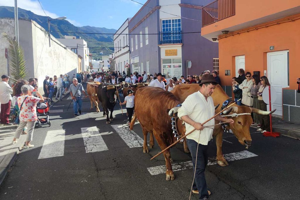 La devoción por San Antonio Abad reúne a miles de personas en pueblos del Norte de Tenerife