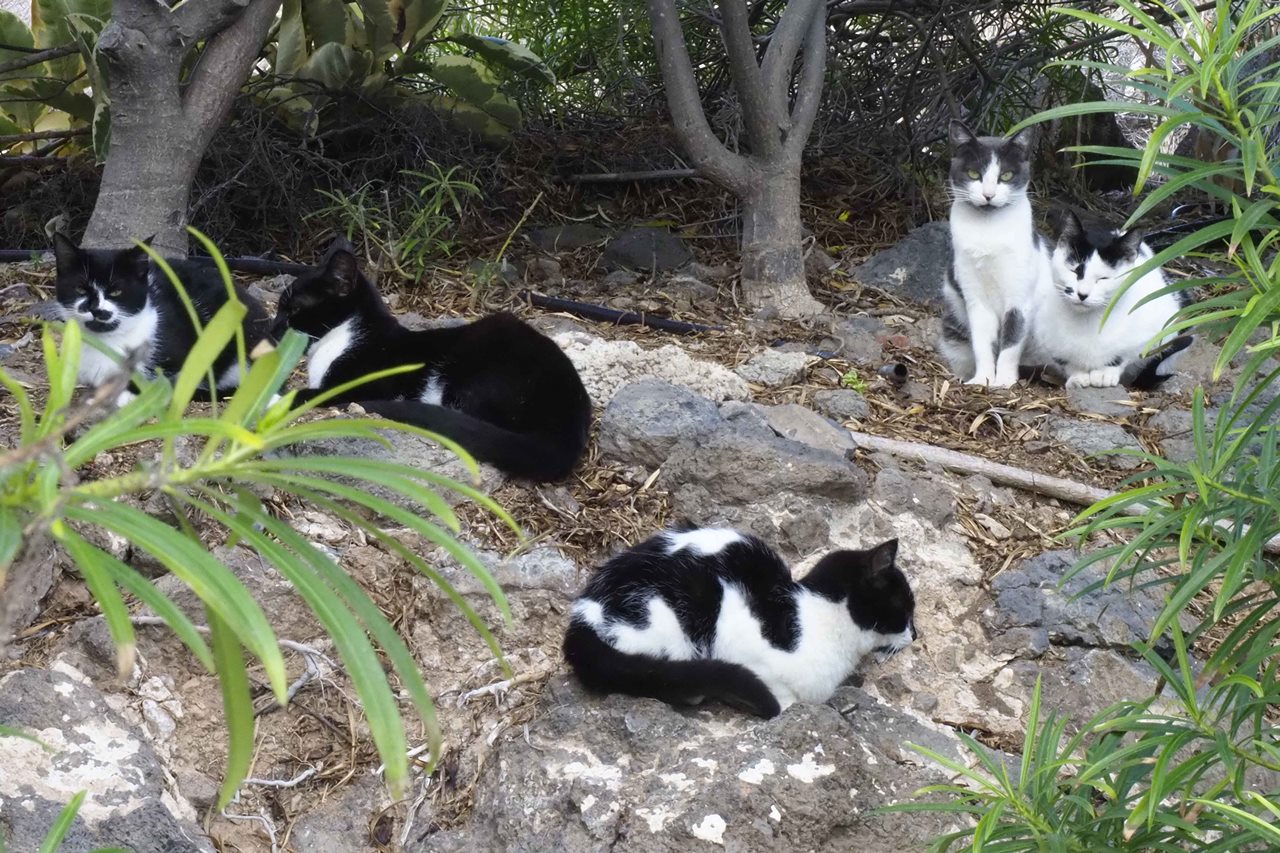 Gatos callejeros, en un solar de la capital tinerfeña. Sergio Méndez