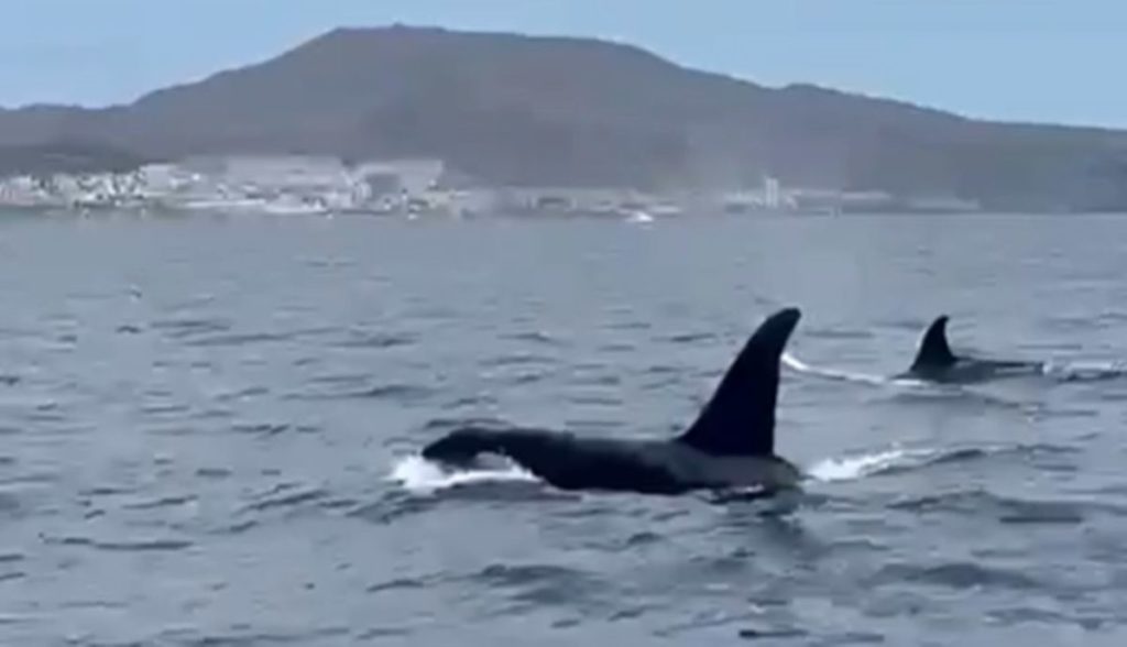 La pelea 'nunca vista': orcas contra calderones muy cerca de Tenerife