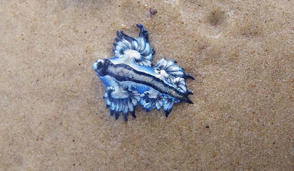 Bandera amarilla en dos playas de Tenerife por la presencia de medusas y dragones azules