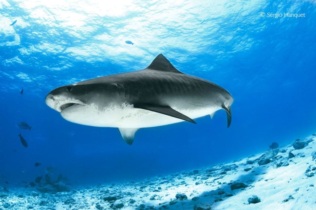 Un buceador tinerfeño se sumerge en el paraíso de los tiburones