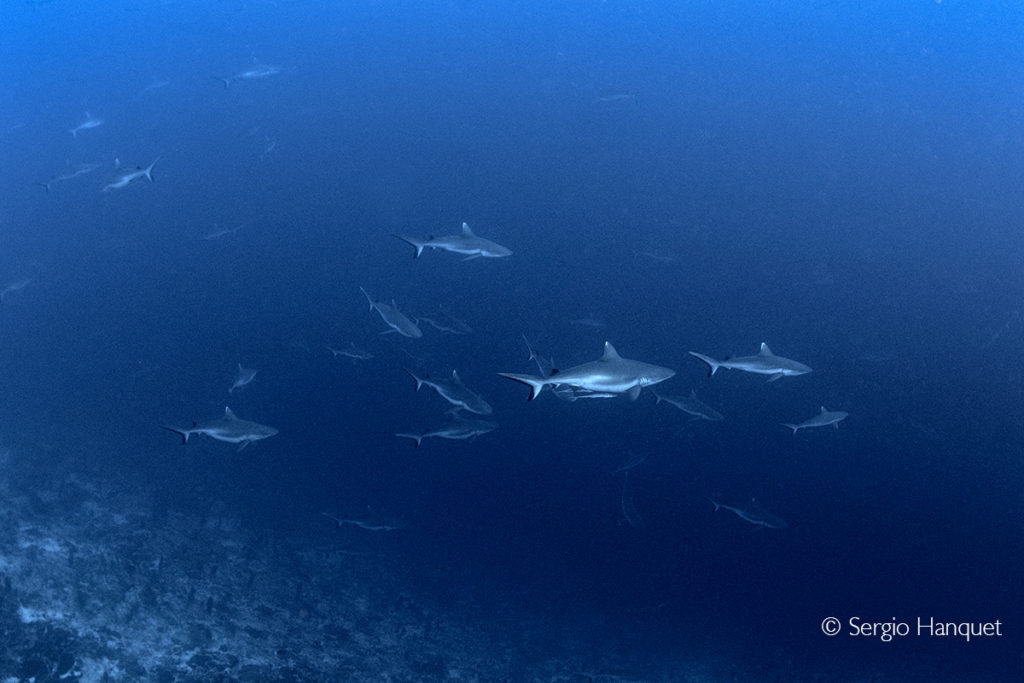 Un buceador tinerfeño se sumerge en el paraíso de los tiburones. Sergio Hanquet.