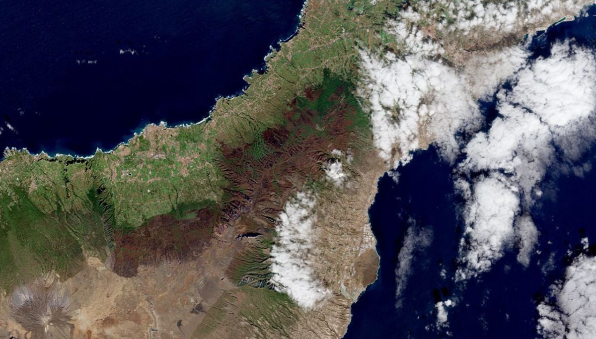 Así ha 'resucitado' el monte de Tenerife tras el incendio devastador de 2023