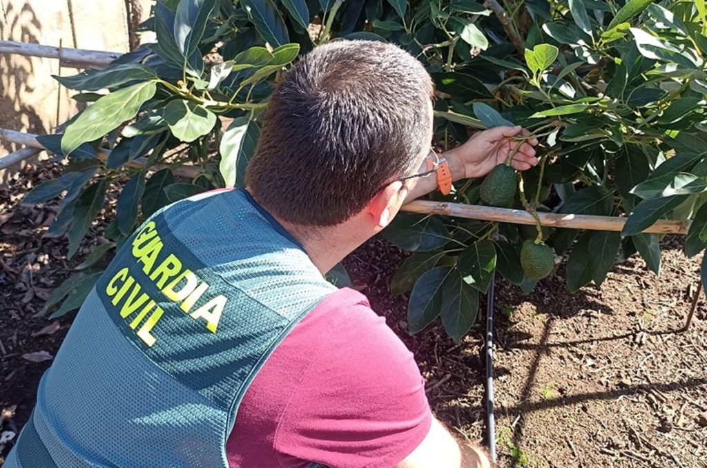 La Guardia Civil investiga a 16 personas en Tenerife por lo que hacían en fincas: no dejaban nada a salvo