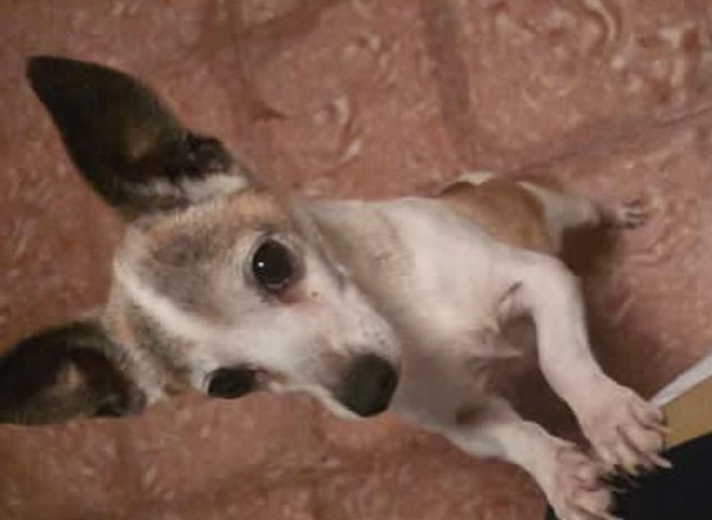 Boli, el perro decapitado en Tenerife: la cronología del suceso que ha sacudido la Isla y cómo identificó al autor la Guardia Civil