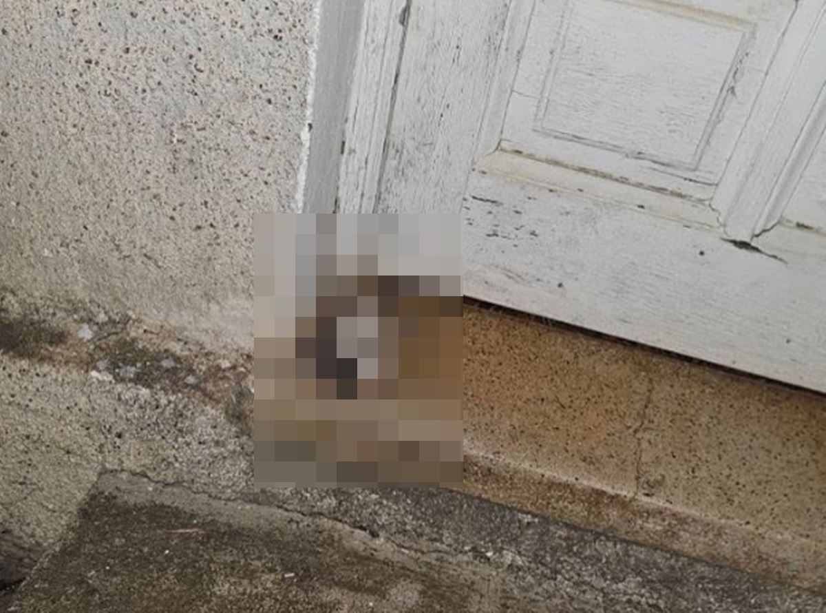 Macabro suceso en Tenerife: decapitan a su perro y dejan la cabeza en la puerta de la casa