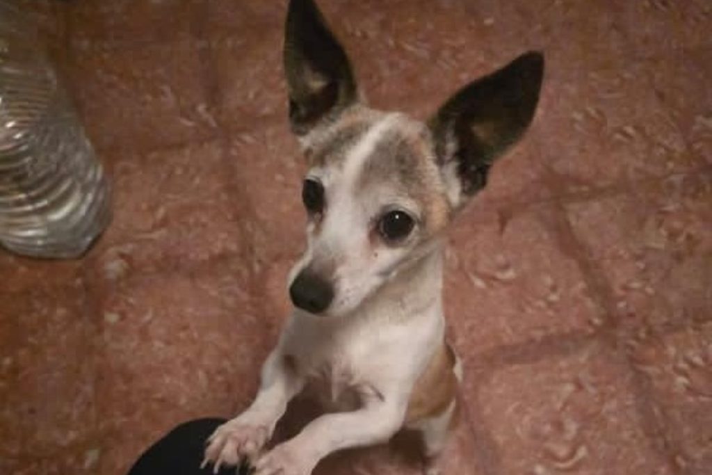 Comunicado oficial sobre el perro decapitado en Tenerife