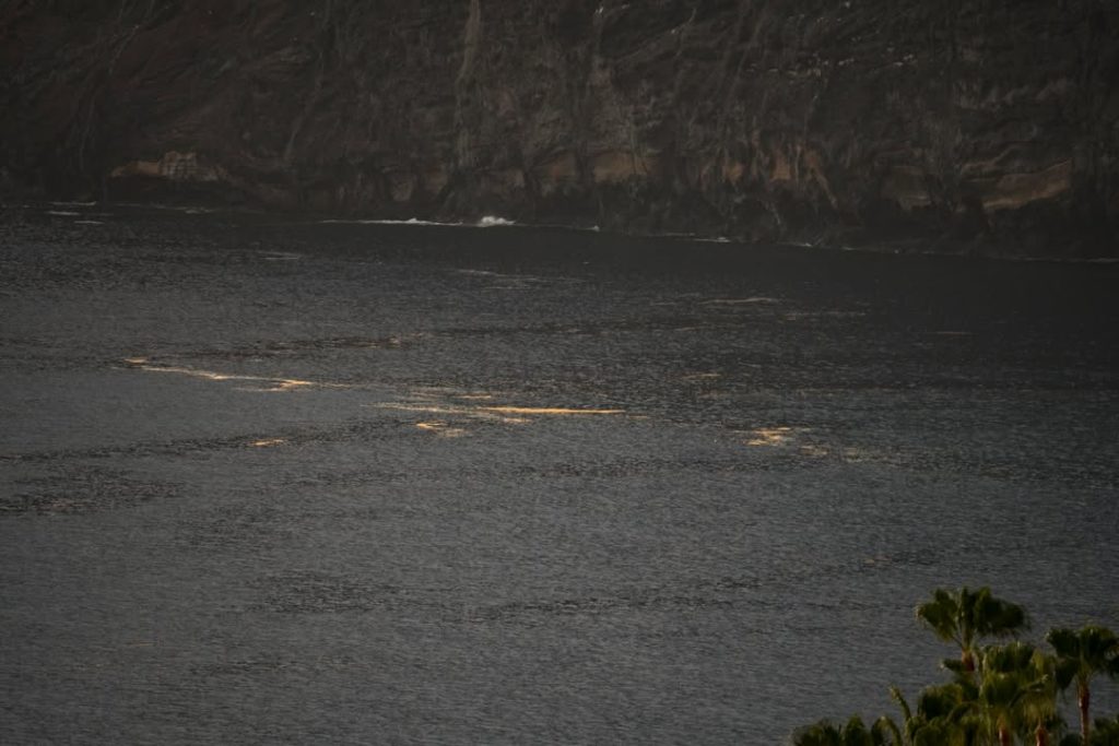 Algas en el sur de Tenerife. Eduardo García
