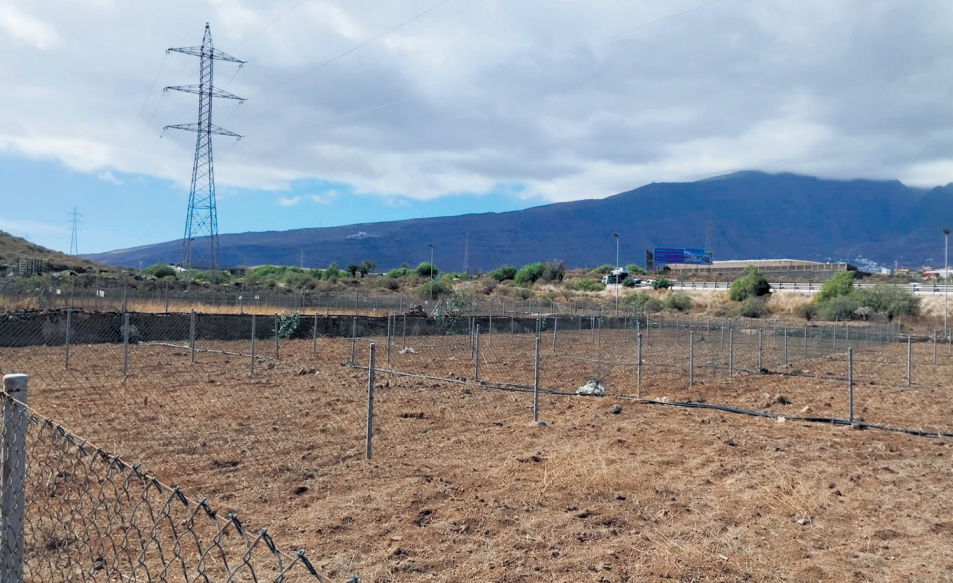 Güímar lanza un plan para rescatar sus variedades de batata