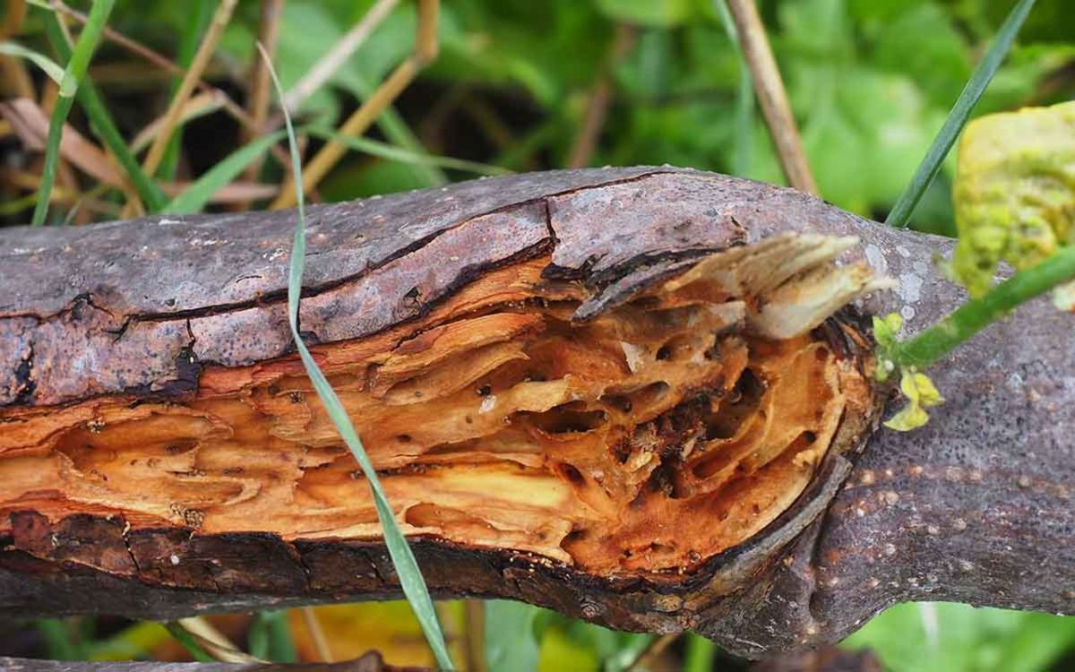 Reaparecen las termitas subterráneas con dos nuevos focos en Tenerife