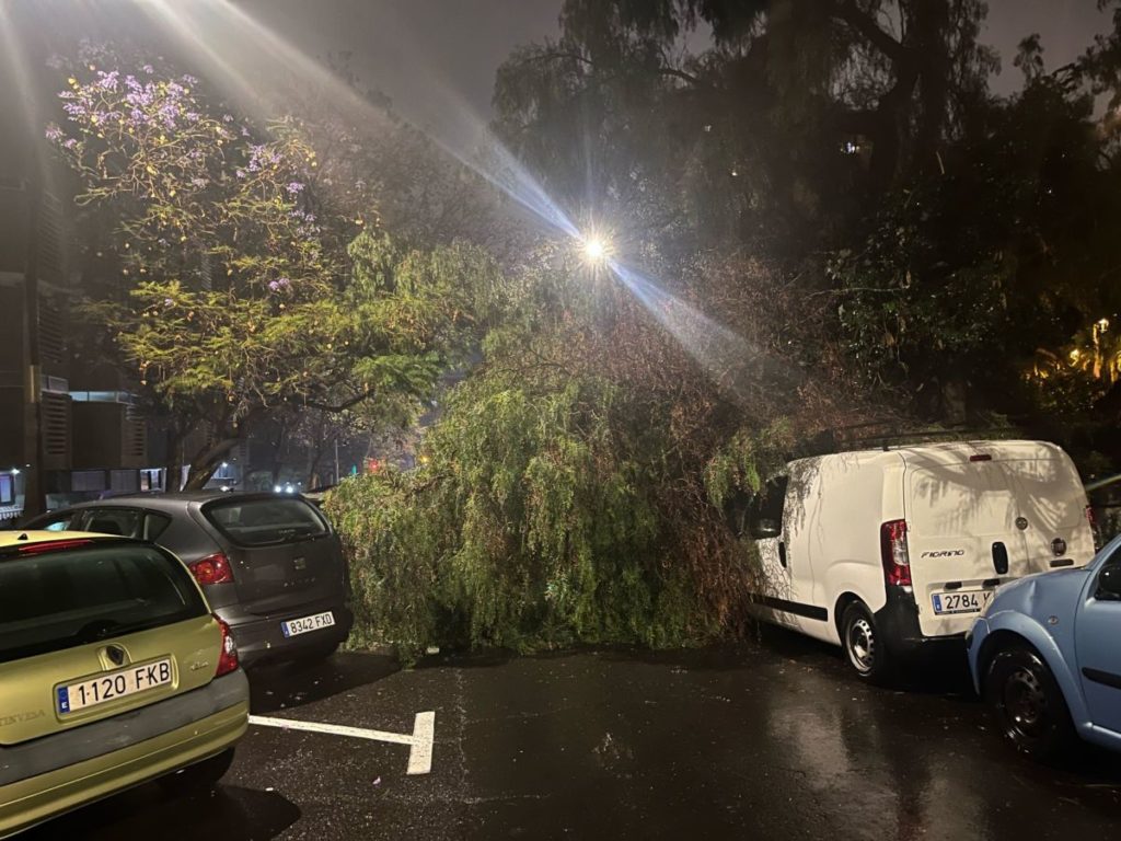 Caída de un árbol en Santa Cruz de Tenerife. Fran Pallero