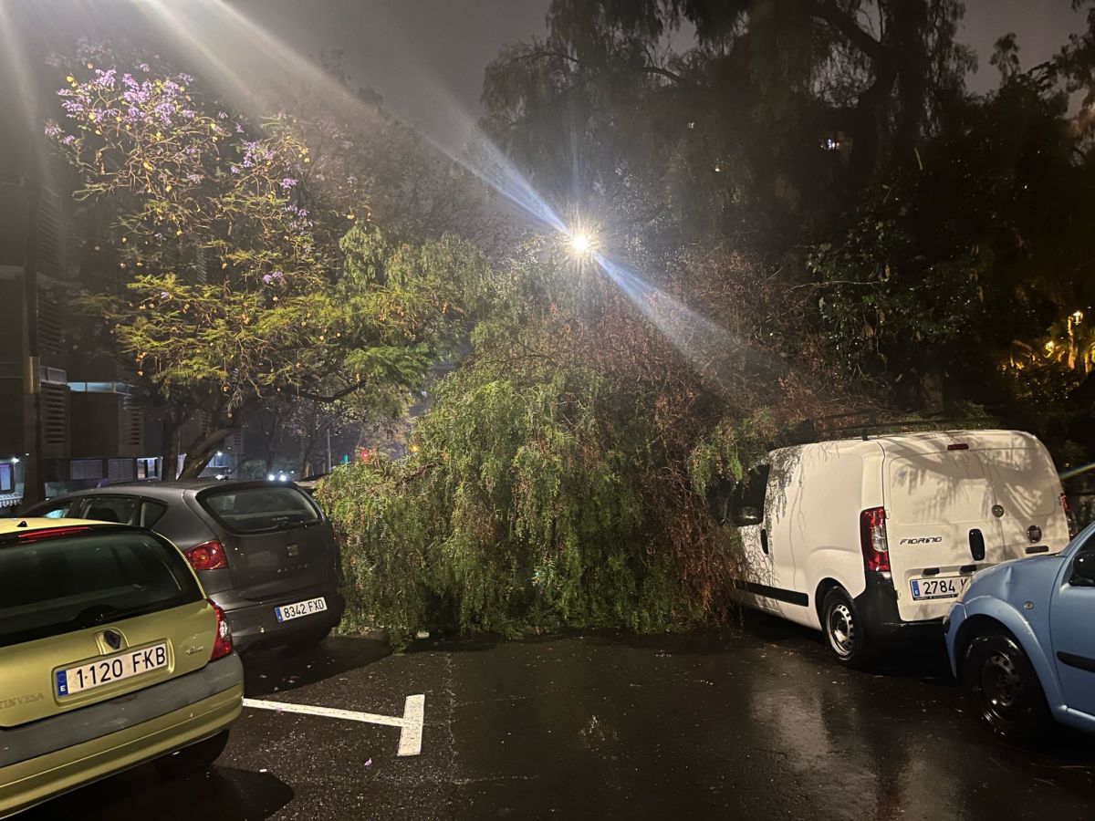 Caída de un árbol en Santa Cruz de Tenerife. Fran Pallero