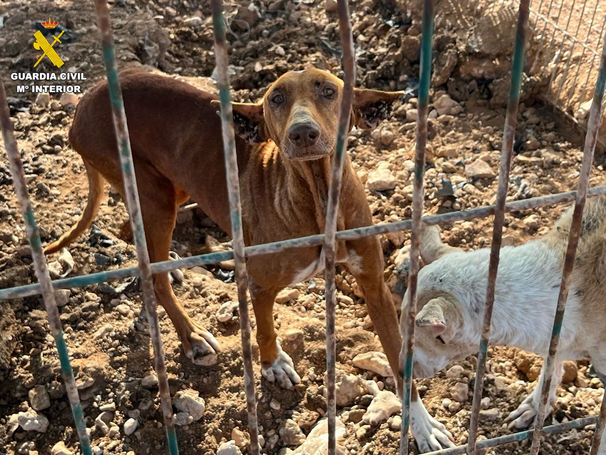 La Guardia Civil destapa un nuevo caso de maltrato animal en Canarias: "Era sobrecogedor"