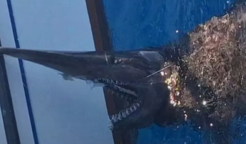 Graban una rarísima especie de tiburón en Canarias: de las más peligrosas y misteriosas del mundo