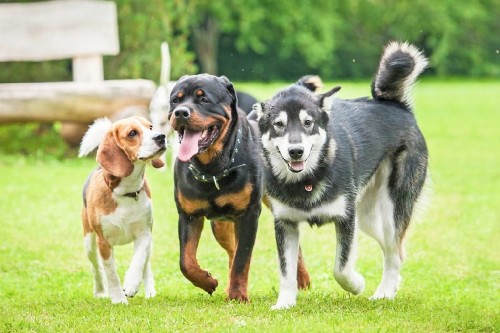 Un portal italiano hace una la lista de razas de perro más peligrosas e incluye una de Canarias: "Es desconfiado con los desconocidos"