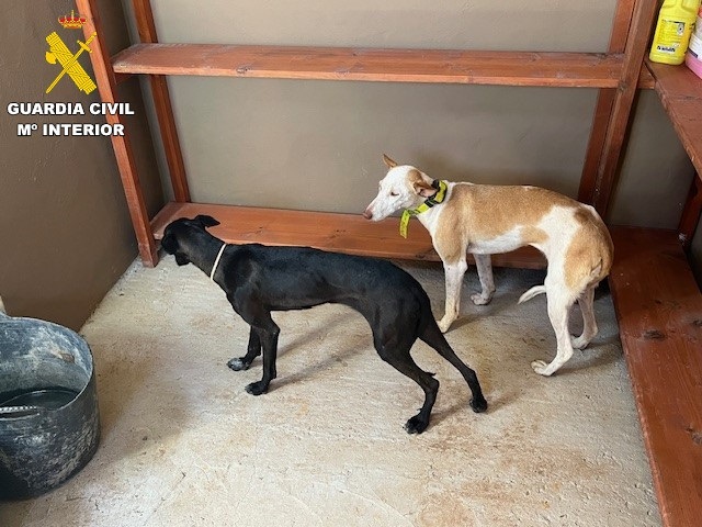 La Guardia Civil investiga el abandono de dos perros de caza en Canarias