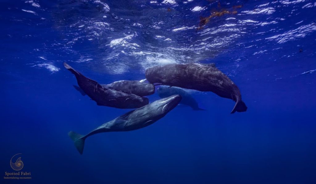 Expertos advierten del riesgo de extinción del cachalote en Canarias