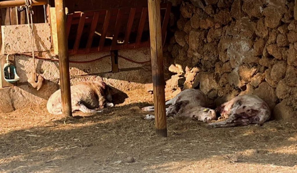 Perros salvajes matan en el sur de Tenerife a una decena de ovejas en peligro de extinción