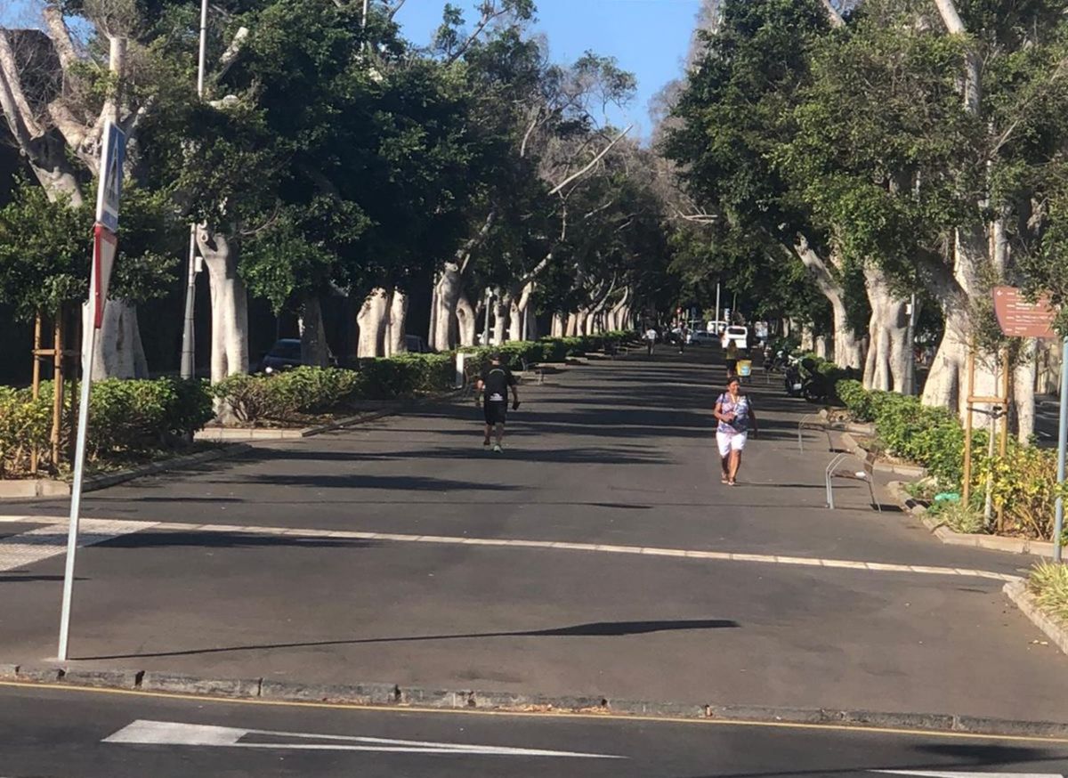 Laureles de indias de la Rambla de Santa Cruz.
