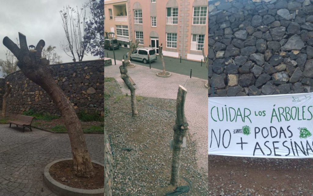 Las vecinas sostienen que “no se puede podar por norma” ni tampoco tratar a los árboles “como si fueran mobiliario urbano”. DA
