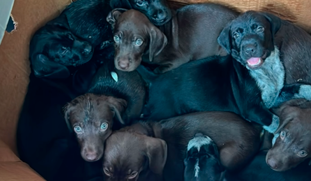 Denuncian la falta de actuación tras el hallazgo de ocho cachorros abandonados en Canarias