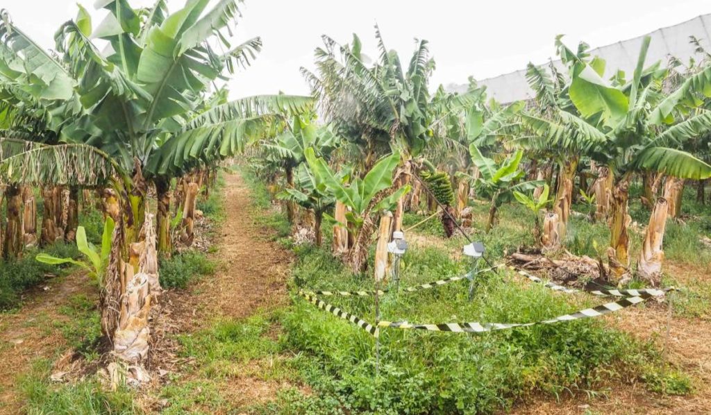 Seis décadas cultivando enseñanzas en Tacoronte